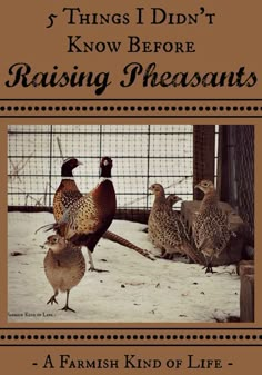 the cover of a book about raising pheasants, with three different birds standing in