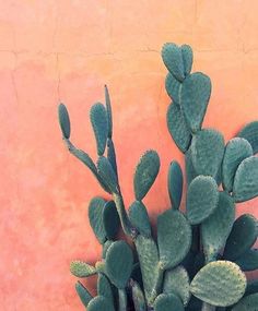 there is a potted plant with green leaves on the ground next to a wall