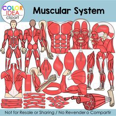 the muscular system is shown in red and white, with instructions to make it look like they