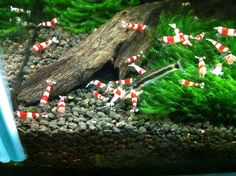 some red and white candy canes are in an aquarium with rocks, plants and water