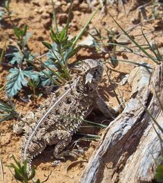 a lizard is sitting on the ground next to some plants