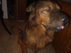 a large brown dog standing in front of a wooden cabinet with its tongue hanging out