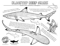 the blacktip reef shark is depicted in this coloring book