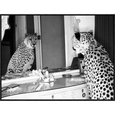 two cheetah looking at each other in front of a mirror with one sitting on the counter