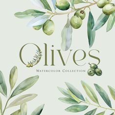 the olives watercolor collection