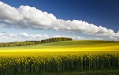 a field full of yellow flowers under a blue sky with fluffy white clouds above it