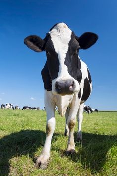 a black and white cow standing on top of a lush green field under a blue sky