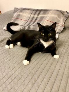 a black and white cat laying on top of a bed next to a gray blanket