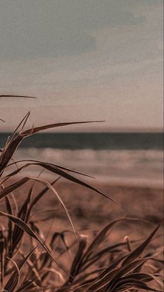 the grass is blowing in the wind on the beach