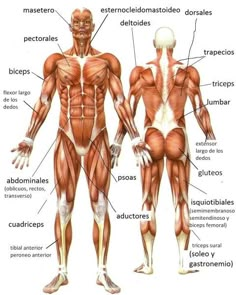 the muscles are labeled in this diagram, and there is also an image of them