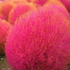 some very pretty pink bushes in the grass