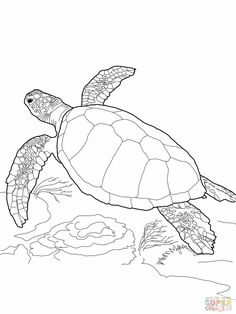 a drawing of a sea turtle swimming in the ocean