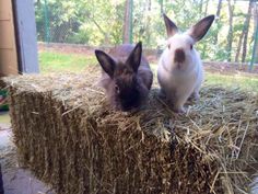 two rabbits sitting on top of hay bales