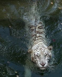 a white tiger is swimming in the water