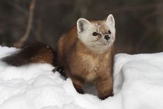 a small brown animal standing on top of snow covered ground