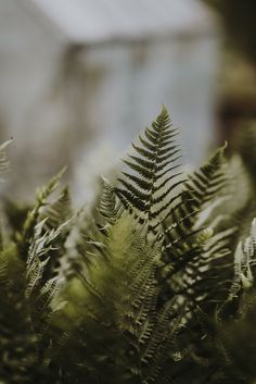 fern leaves in the foreground with a house in the background