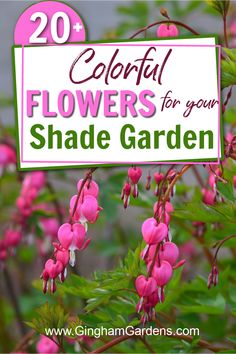 pink flowers with the words colorful flowers for your shade garden