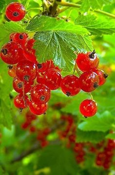 some red berries hanging from a green leafy tree