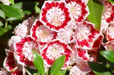 red and white flowers with green leaves in the background