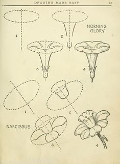 an old book with drawings of different types of flowers and shapes that appear to be made in the early 1900's