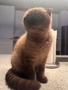 a cat sitting on the floor looking up