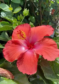 a red flower with green leaves in the background