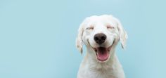 a close up of a dog with its mouth open