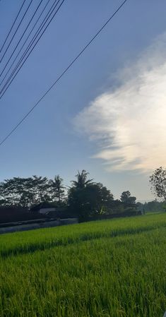 an electric pole in the middle of a green field