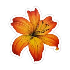 an orange lily sticker is shown on a white background, with the center part of it's flower visible