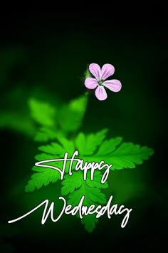 a flower with the words happy wednesday written in white lettering on top of green leaves