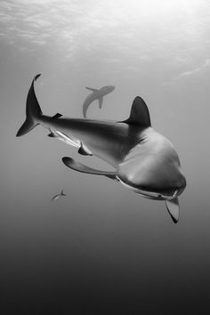 an image of a shark in the water with sharks around it's neck and head