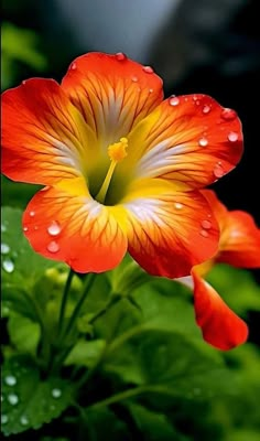 an orange and white flower with water droplets on it