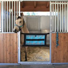 a horse is standing in the stable with its head out