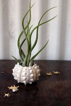 an air plant sitting in a white shell on top of a wooden table next to stars