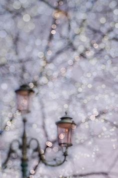 two street lamps are shown in front of some trees with white bokets on them