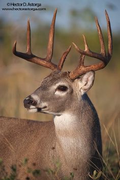 a close up of a deer with antlers on it's head in the grass