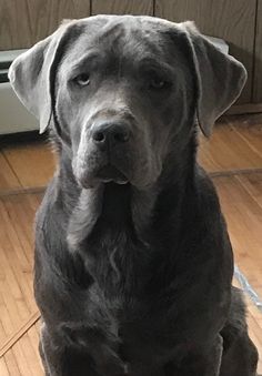 a large gray dog sitting on top of a hard wood floor