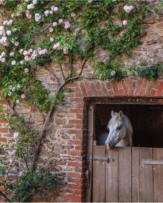 a white horse sticking its head out of a wooden stable door with pink flowers growing on the wall