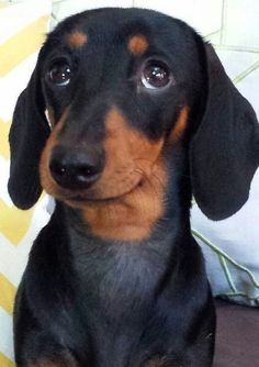 a small black and brown dog sitting on top of a couch