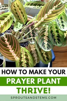 a potted plant with the words how to make your prayer plant thrve