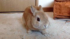 a small rabbit is sitting on the floor next to a wooden cabinet and carpeted area