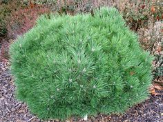 a green bush with tiny white flowers in the middle of some gravel and plants around it