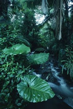 an instagram photo taken on the phone shows a river surrounded by tropical plants and greenery