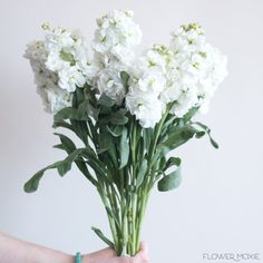 White Stock Flower White Stock Flower, Flower Moxie, Fresh Wedding Flowers, Boda Diy, Stock Flower, Unique Wedding Flowers, Diy Wedding Bouquet, White Wedding Flowers, Diy Wedding Flowers