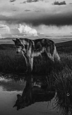 a black and white photo of a wolf standing in the grass next to a body of water