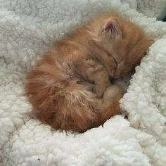 a small orange kitten sleeping on top of a fluffy white blanket with its eyes closed