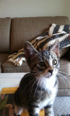 a small kitten sitting on top of a couch