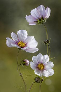 three white flowers with purple centers in front of a green background