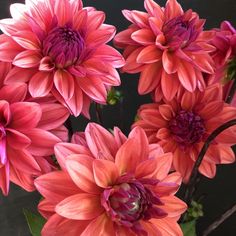 a bunch of pink flowers are in a vase