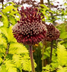 a close up of a flower near many trees